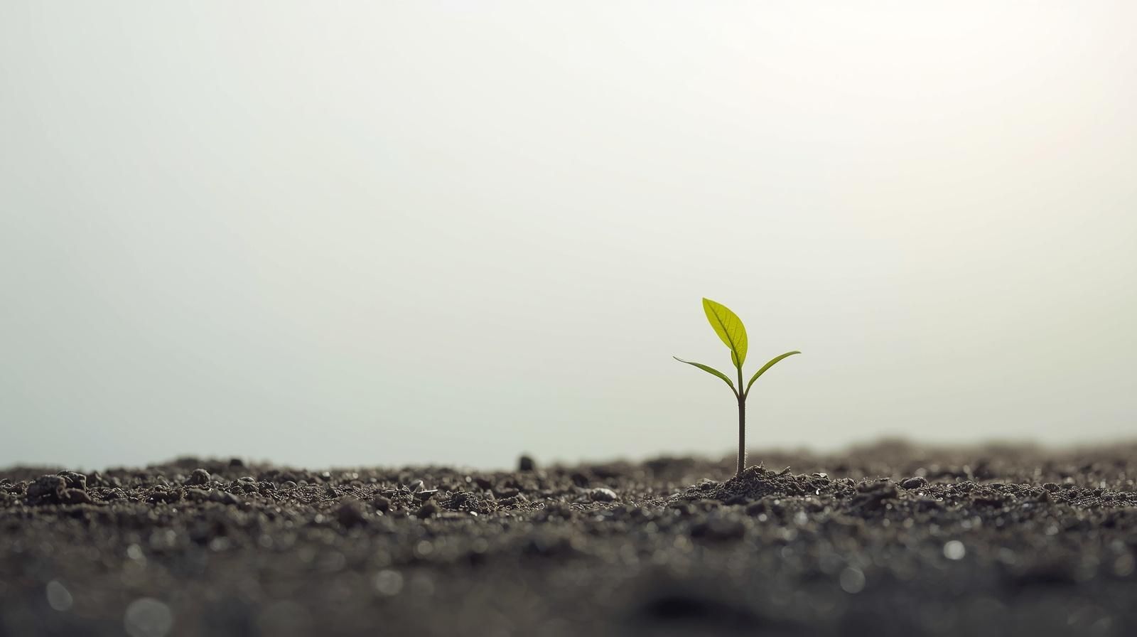 What Was Growing in the Quiet